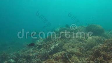 珊瑚礁上的灰礁鲨